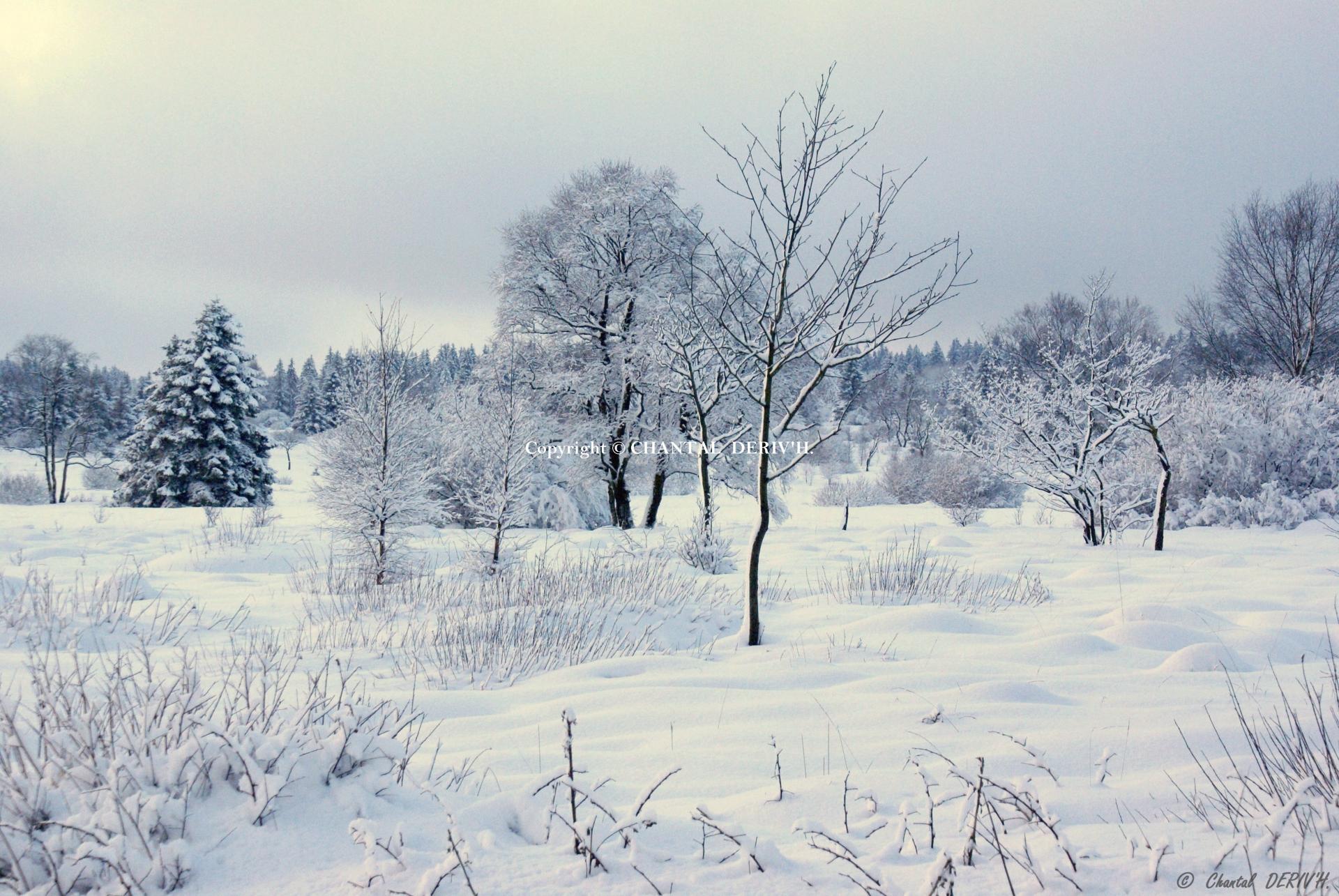 Les fagnes Mont Rigi