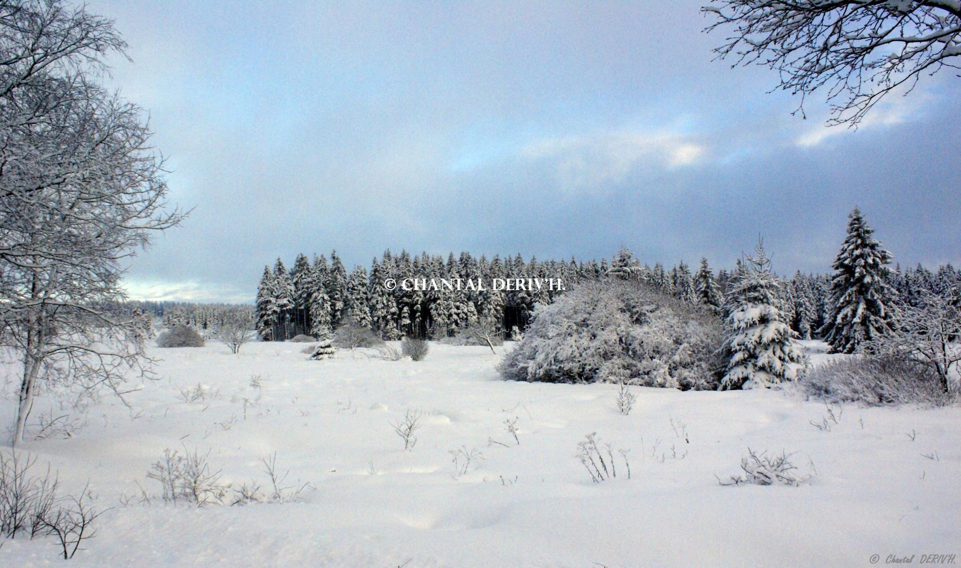 Les fagnes Mont Rigi