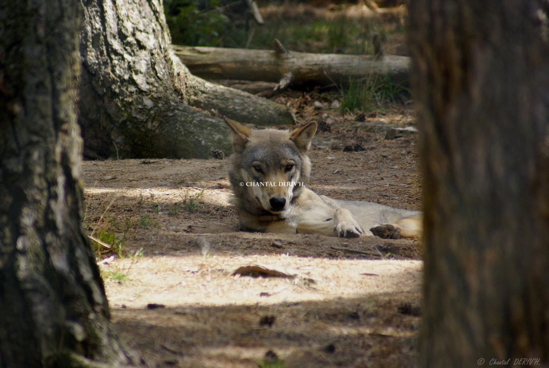 Loup de Pologne