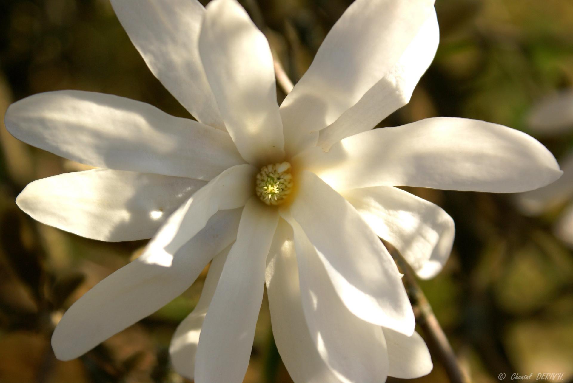 Magnolia stellata ou magnolia étoilé