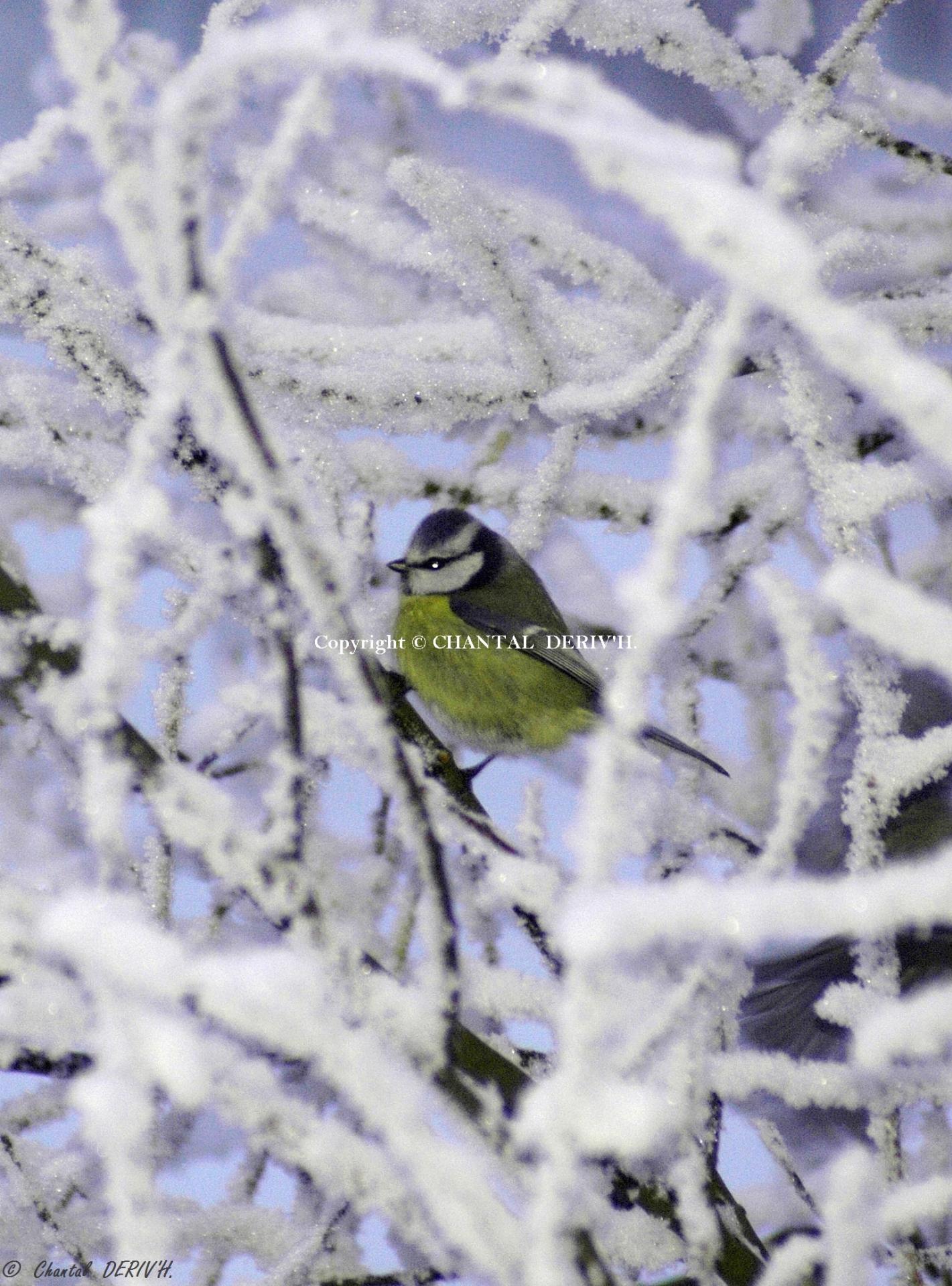 Mésange bleue Baraque-Michel