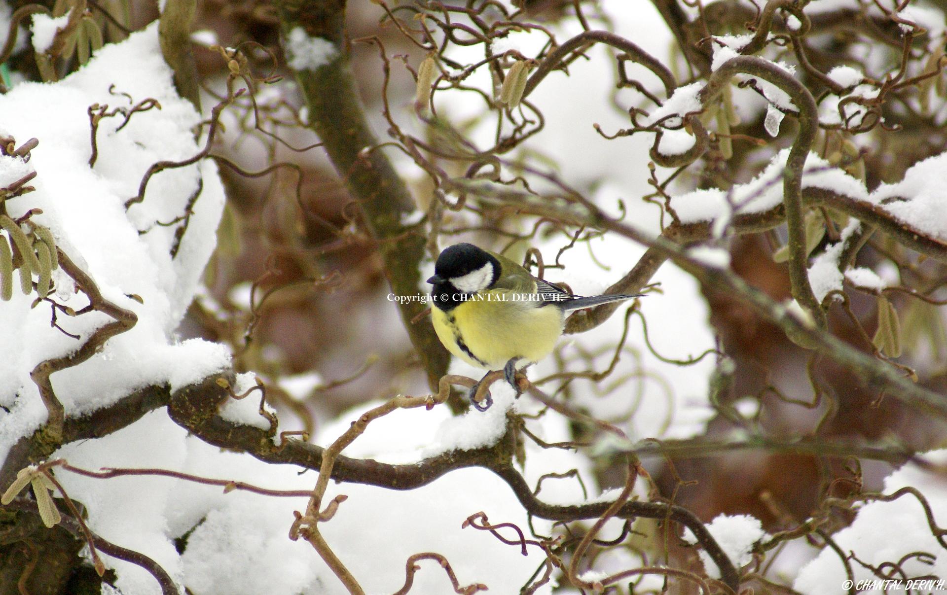 Mésange charbonnière