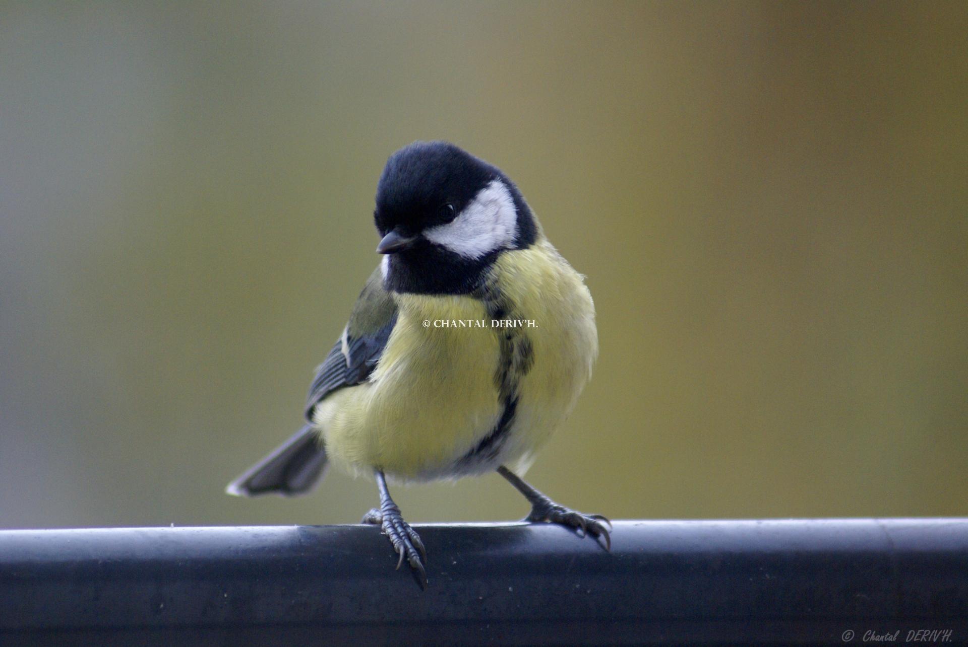 Mésange charbonnière