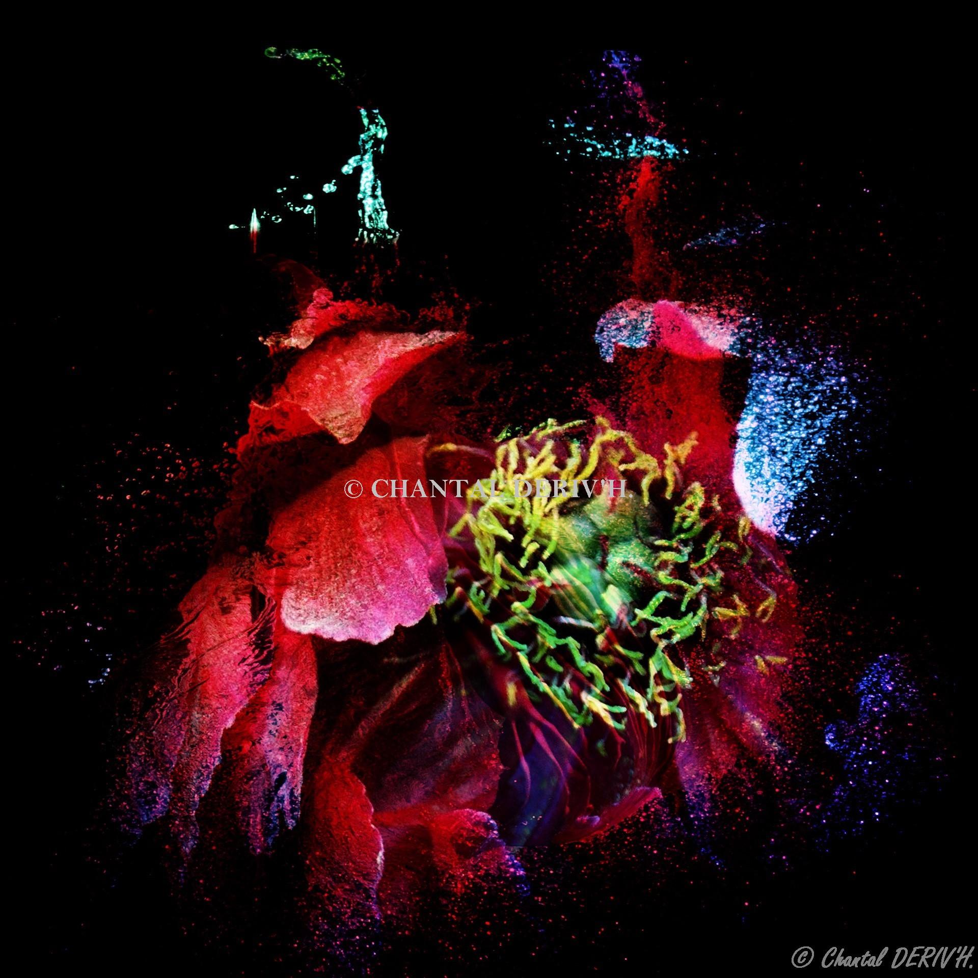 Pivoine