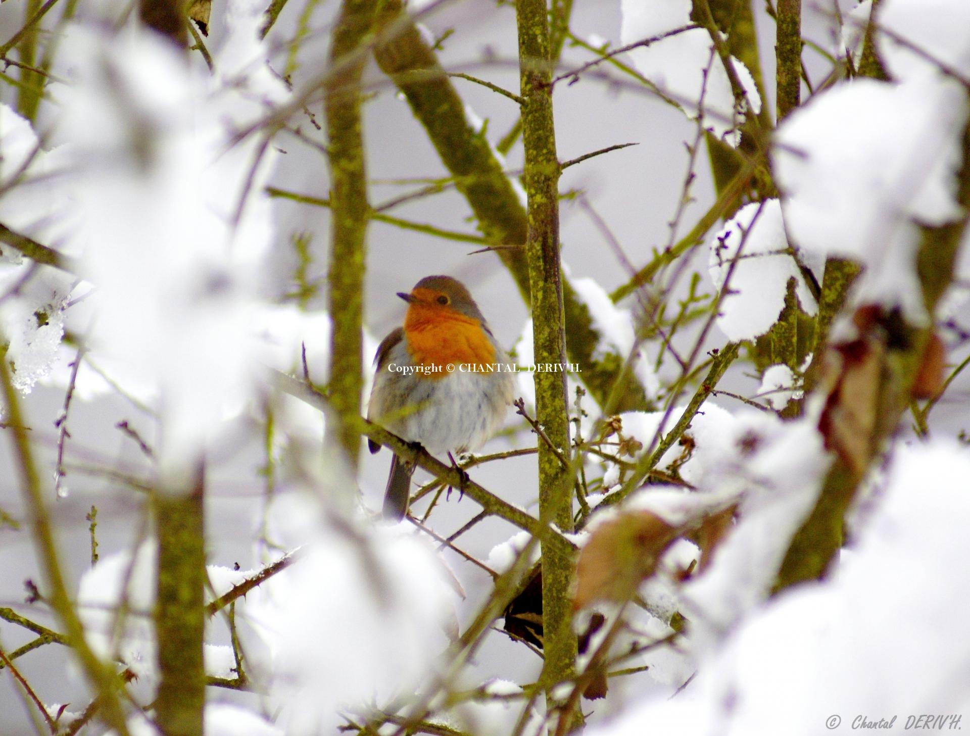 Rouge-gorge