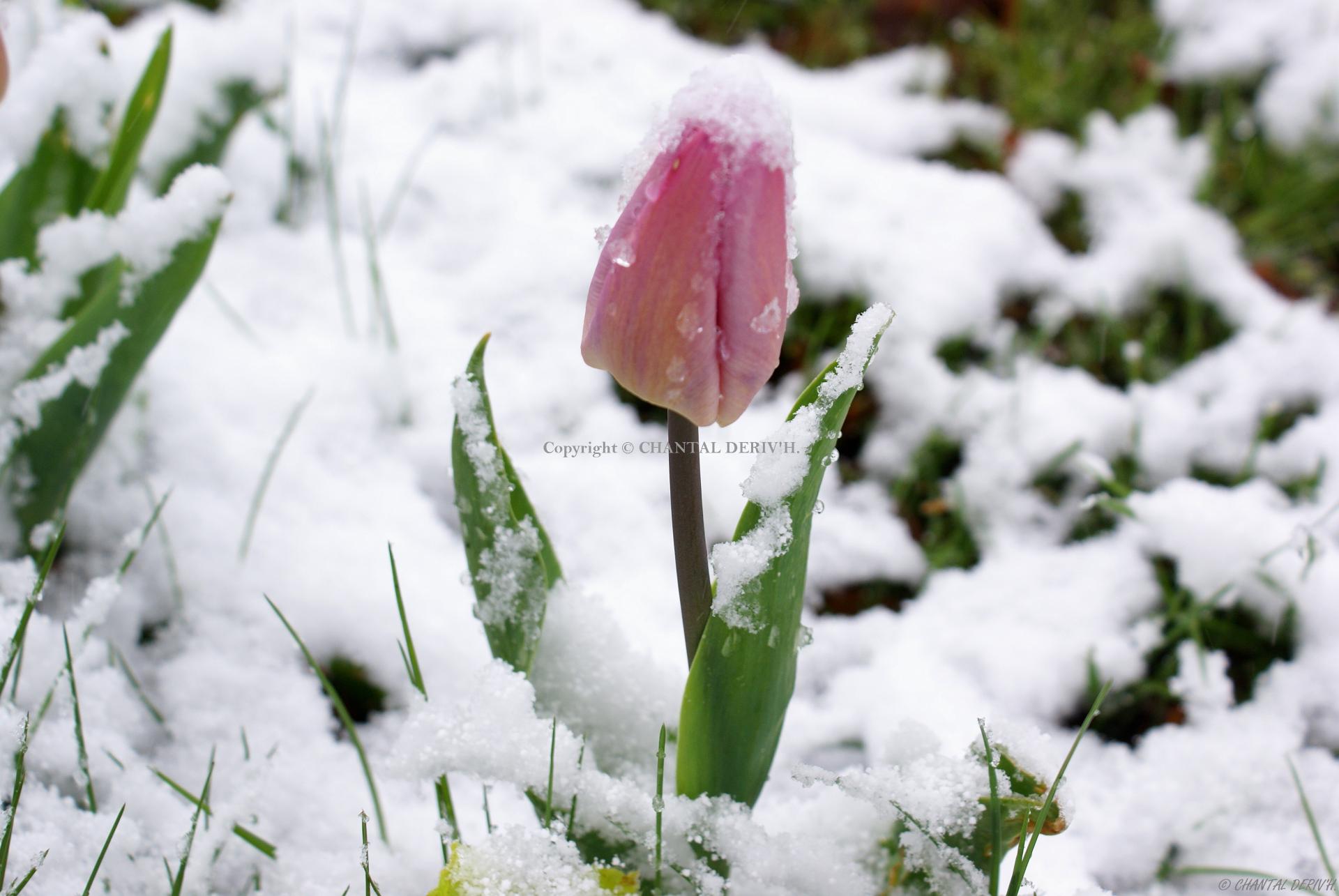 Tulipe d hiver