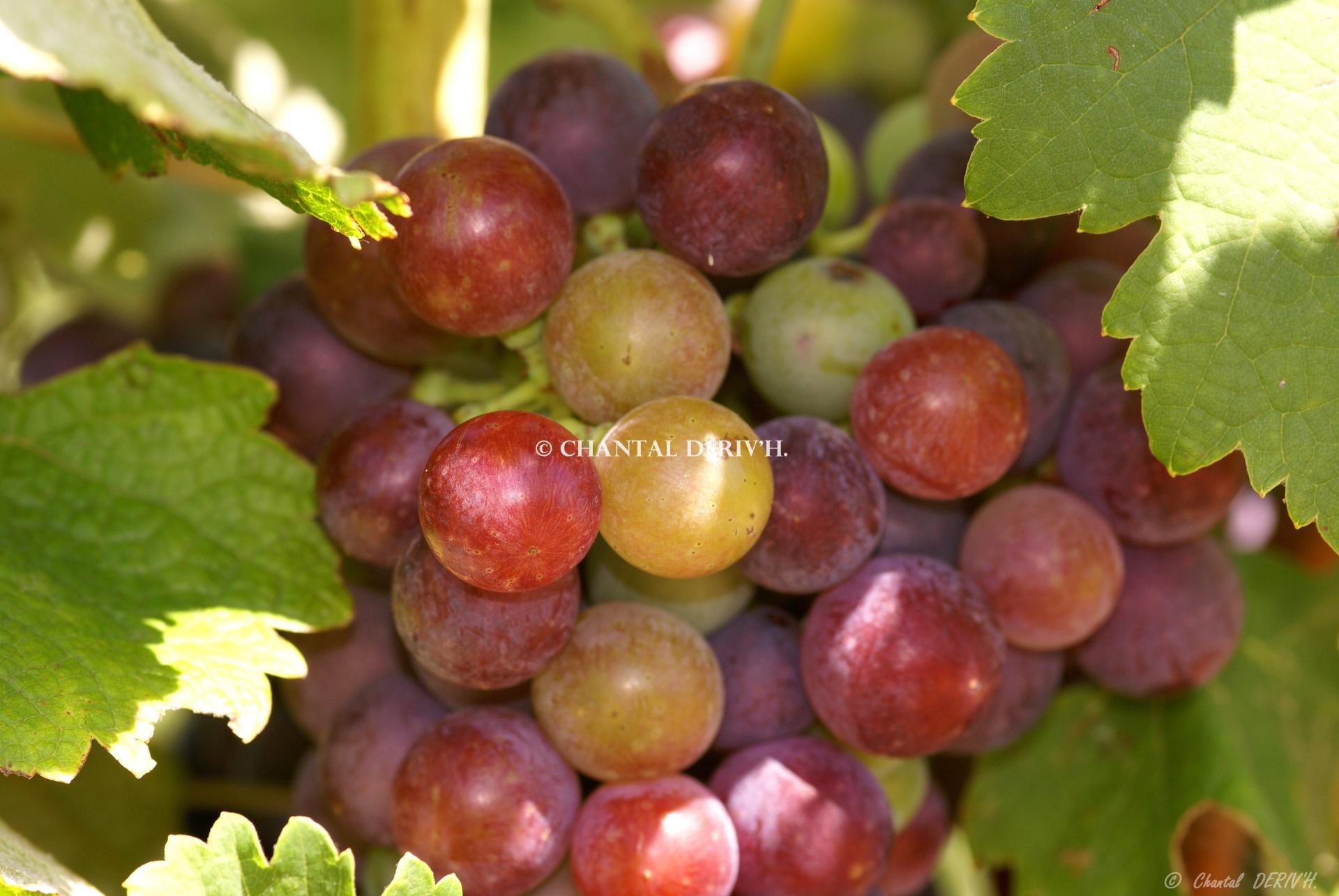 Vitis vinifera - Vaucluse Provencale - FRANCE